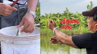 Câu cá mương trứng vô mùa #chungnguyenfishing