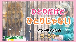 1頭でいるとかわいそう？メスは？インドライオンを伝える飼育員さんと飼育員さんが大大大好きなラージャー君❤️ #ライオン #インドライオン #野毛山動物園 #絶滅危惧種