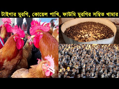 টাইগার মুরগি, কোয়েল পাখি, ফাউমি মুরগির সম্বিত খামার! মাংসের জন্য সেরা টাইগার মুরগি।