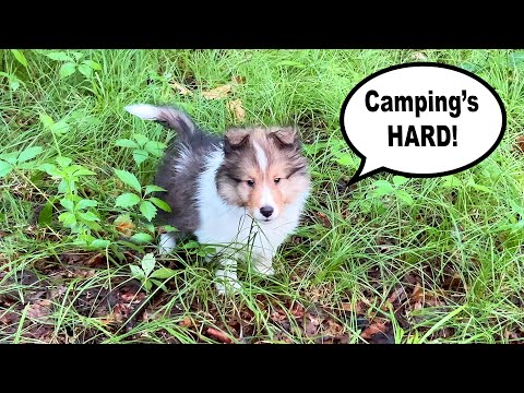 Baby Kevin goes Camping? ⛺️🐶 a sheltie's puppy adventure!