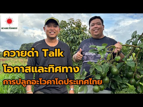 ควายดำTalk::โอกาสและทิศทางการปลูกอะโวคาโดประเทศไทย