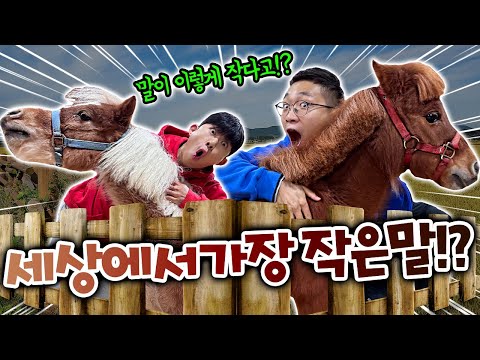 세상에서 가장 작은말을 키우게 되었습니다.. 너무 작잖아!! 초소형?!