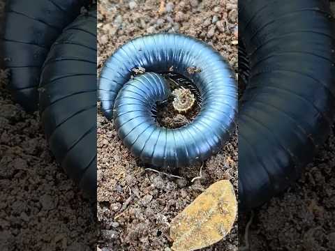 Giant Millipede atau Kaki seribu raksasa #snailhunter