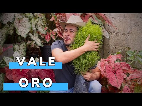 Esta Planta Vale su Peso En Oro || Increíble Arbusto ya lo conoce?