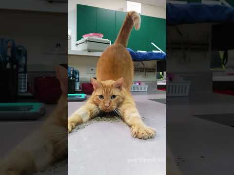 When the catnip hits🤣🤣🤣#cat#catvideos #catnip#fyp