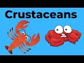Understanding Arthropods and Crustaceans