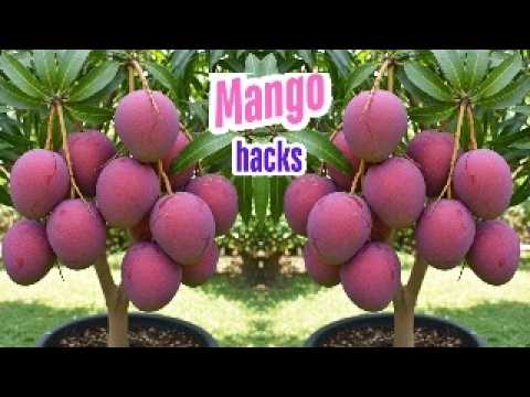 Grow Mango Tree from Store-Bought Mango – Easy Step-by-Step Guide