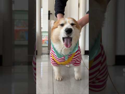 #corgi #dog #mypet #cute