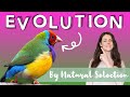 Evolution and Natural Selection Concepts
