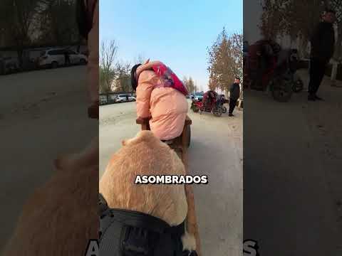 Este perro recoge a la niña de la escuela 🐶❤️ #shorts #perros #animales #amor