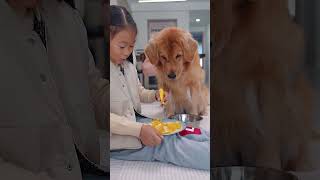 Even though the pup can't talk, it's super good at sign language.虽然狗子不会说话，手语用的贼溜 #dog #pets