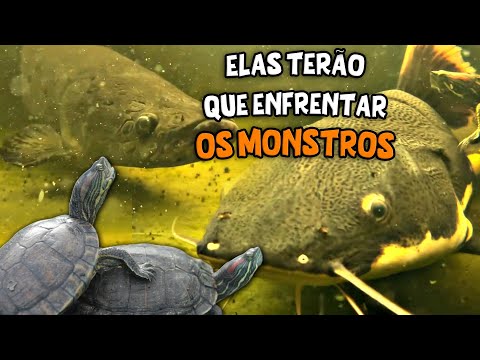 COLOQUEI AS TARTARUGAS NO LAGO DOS PEIXES CARNÍVOROS!