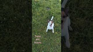 Jack Russell terrier Treisy and Azzuro ❤️ #jackrussellterrier