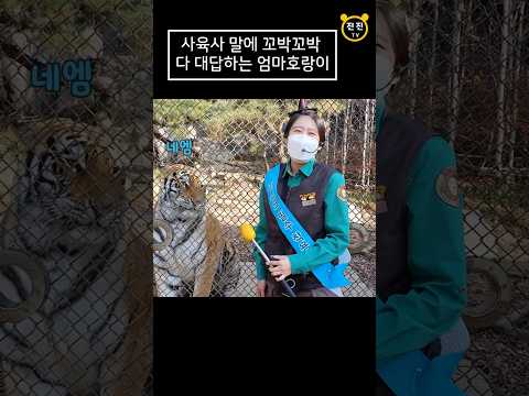건곤 호랑이와 이지연 주키퍼의 환상 호흡! Korean Tiger & Zookeeper #이젠추억