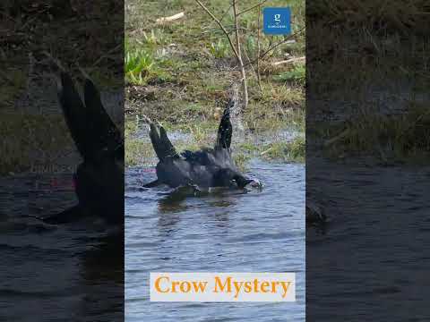 உலகிலேயே மிக சுத்தமான பறவையினம் !!!  #ai #aishorts #ainews #crow