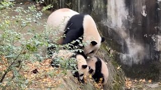 わちゃわちゃ🫶愛浜ママと子どもたち🐼 まさかのモートにベビーを落としてた😂 パンダの子育て❤