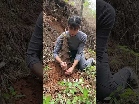 Remove the bamboo shoots at the foot of the mountain #bamboo #natural