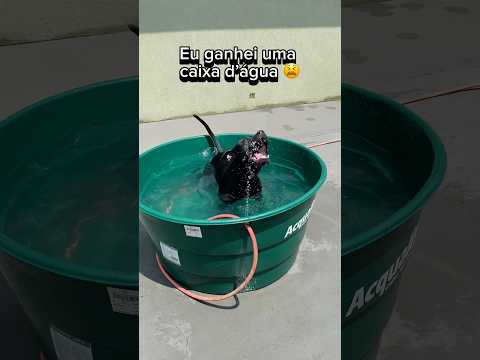 EU GANHEI UMA CAIXA D’ÁGUA ENQUANTO OS BRANQUELOS GANHARAM UM PLAYGROUND 😫 #cachorro #pitbull #gato