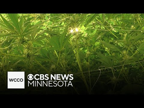 YouTube video thumbnail: Minnesota "Cannabusinesses" Struggling to Stock Store Shelves