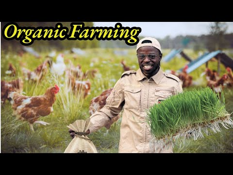 Organic Chicken Farming Profit Margins