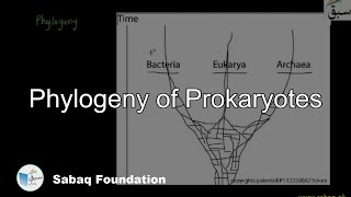 Phylogeny of Prokaryotes