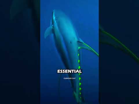 A creature that cannot survive if it stops moving...