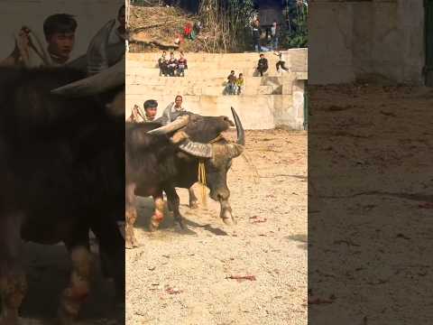 Black Bull ๐ #shorts #ytshorts #viralshorts #trendingshorts #bullwar #bullfight