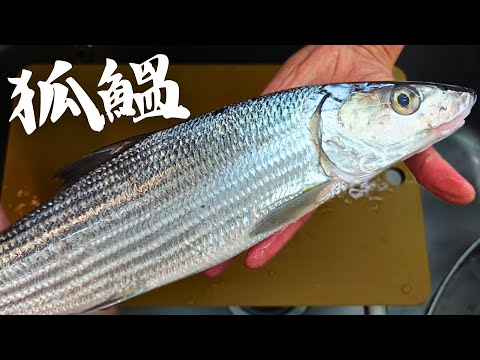 吃看看魚刺很多的狐鰮