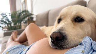 My Golden Retriever Senses My Pregnancy and Takes Care of Me