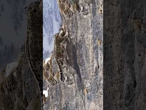 Snow Leopard Chases Mountain Goat Defying Gravity on Cliff WallπποΈ λνλ²μ΄ μ λ²½ μμμ μ€λ ₯μ κ±°μ€λ₯΄λ©° μ°μΌμλ₯Ό μ«λλ€