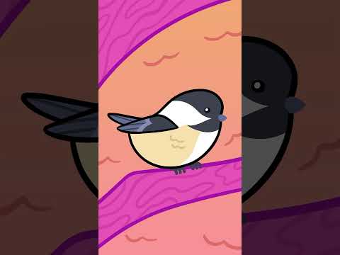 I love you, cheeseburger bird.