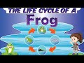 Frog Life Cycle and Characteristics