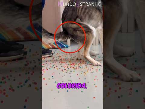 Cachorro Faz Cocô de Bolinhas Coloridas! 🌈💩