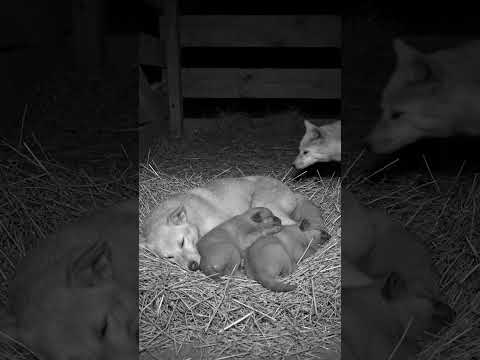 Sleeping dog family, fox mother arrives with kit; all rest peacefully together.