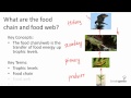 Food Webs and Ecosystem Dynamics