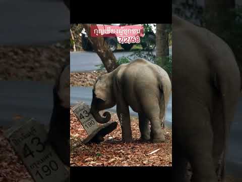 กุญเชียงเพื่อซุกซน อาหรั่งเจบี ชาแนล กุญเชียงเพื่อซุกซน