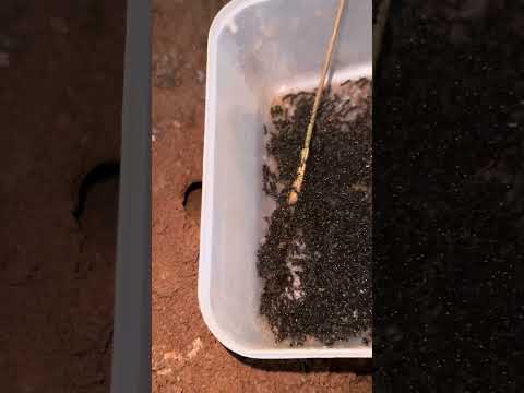 Using ants for catching cricket insect at night #shorts