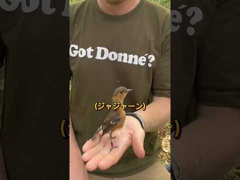 鳥を放しても飛ぼうとしない