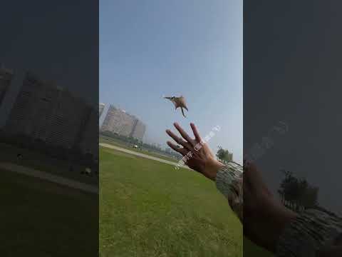 Can Your Pet Fly? This Sugar Glider Can! #pets #cute #funny #animals