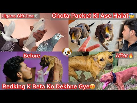 Redking K Beta Ko Dekha Etne Time Bad😍Apbt Redking Blood🔥Chota Packet Ghar Se Bhag Aya😨Ase Halat😰