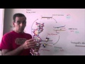 PCR Techniques and Applications