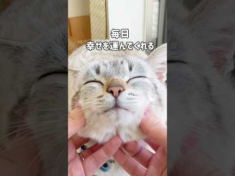 【食いしん坊の猫】元野良猫くうの恩返し😺毎日幸せを運んできてくれる  #shorts
