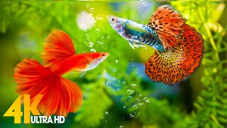 Aquarium 4K Video