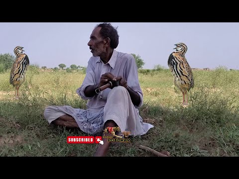 Batair ka shikar 2022 | Kirak aur sirak k sath Shikar | Quail Hunting 2022 | Rain Quail