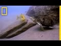Terrapin and Cichlid Interaction Dynamics