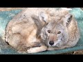 Wildlife Rehabilitation and Conservation Challenges