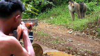 BERBURU HAMA PERUSAK KEBUN DI MUSIM DURIAN BERBUNGA‼️