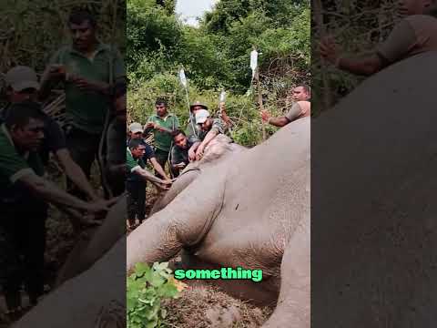 What Was Hiding Inside This Elephant?#animals #wildlife #elephant #foryou #fyp