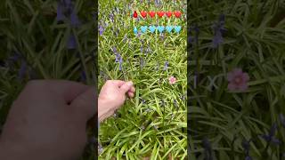 life is a game! have fun! #animals #doglife #tervueren #minecraft #nacfamily #rock_n_insectes