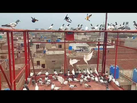 Babay Pigeons Ny Bohat Enjoay Karwaya | Hashim Mahmood Pigeons